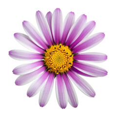 Obraz premium pink flower isolated on transparent background cutout