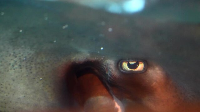 Close up Of Underwater Stingray Eyes. Macro Shot