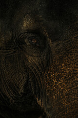 Eye of the Indian elephant in Cabodjia;