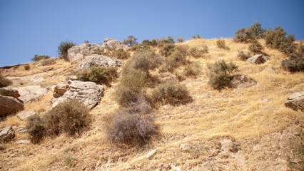 dry plants in mountain uzbekistan