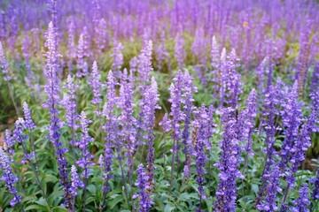 Close up of beautiful violet lavender flowers in the garden.