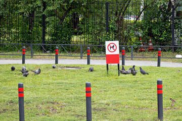 Park lawn where dog walking is prohibited on a summer day