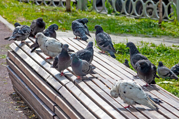 A flock of pigeons sits on a park bench on a summer day