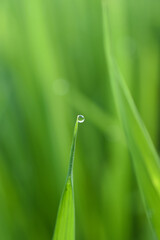 Object A dewdrop is on the tip of a rice leaf, the rice leaf is green.