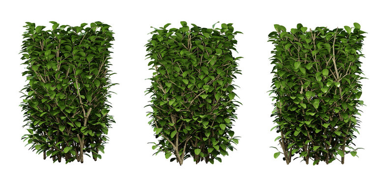 Ligustrum ovalifolium plant on transparent background, garden design, outdoor plants, 3d render illustration.
