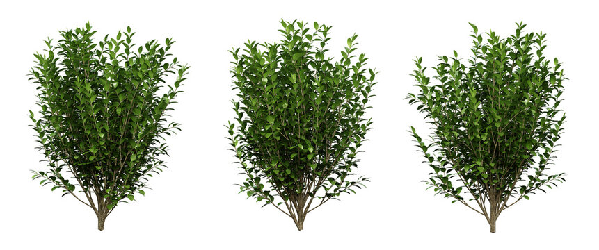 Ligustrum ovalifolium plant on transparent background, garden design, outdoor plants, 3d render illustration.