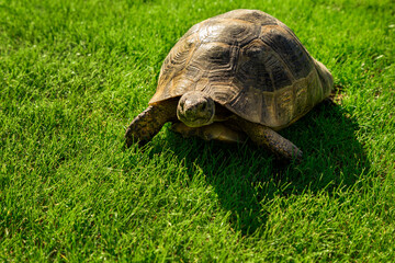 Fototapeta premium The Land turtle in its natural environment on green grass. Tortoise on green grass.