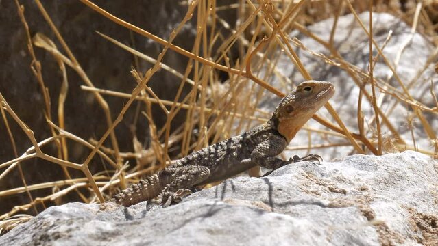 Close-up shot of barbed lizard feeding on insects.