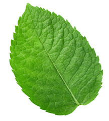 Mint leaves isolated