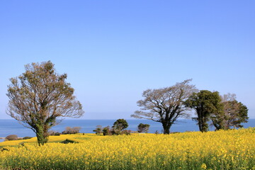 海沿いの菜の花畑