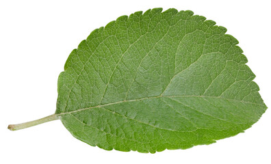 Apple leaves isolated on white