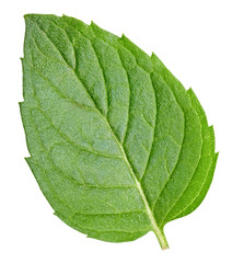 Obraz premium Mint leaves isolated