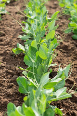 Garden bed with young sprout of sweet green peas. Gardening. Cultivation organic food.