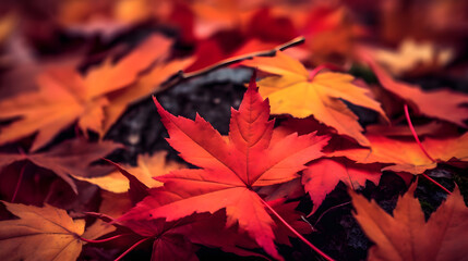 Red autumn maple leaves laying on the forest ground