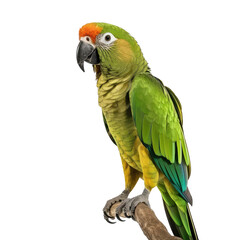 Obraz premium parrot isolated on white background.