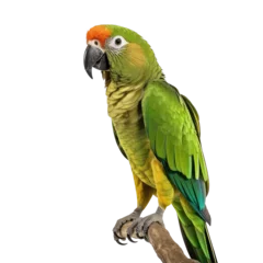 Stof per meter parrot isolated on white background. © purich