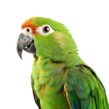 parrot isolated on white background.