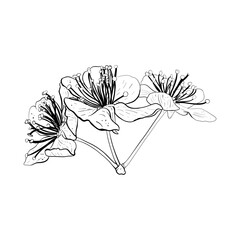 Vector illustration of three flowers of cherry, sakura, apple, plum, wild cherry plum, bird cherry. Black outline of petals, graphic drawing. For postcards, design and composition decoration, prints