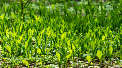 Fresh wild garlic in a forest