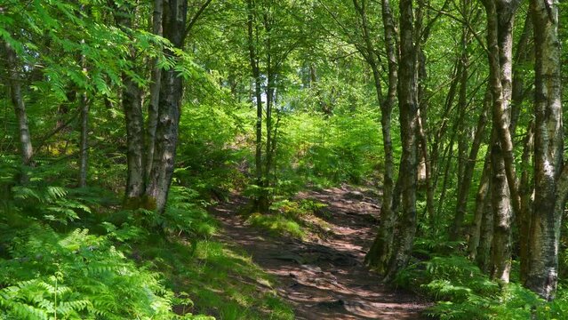 Woodland path leading through a lush green woodland forest. Summer scene with foliage and trees.