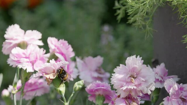 Close up video of a Honey Bumble bee collecting pollen from pink and purple Carnation flowers, on a sunny summers day.