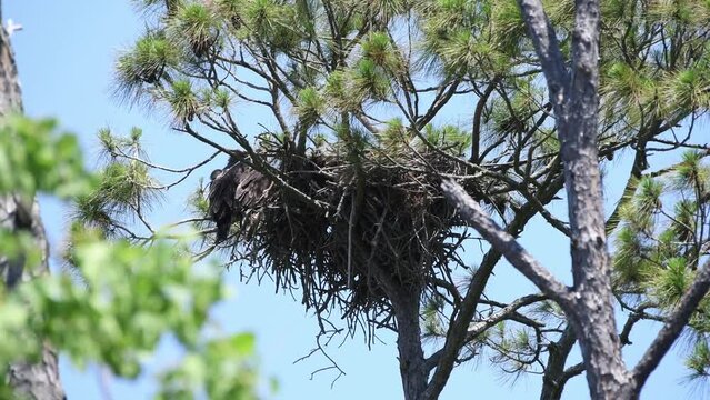 Two juvenile bald eagles perch on the side of the nest, dark colors show how they are camouflaged.