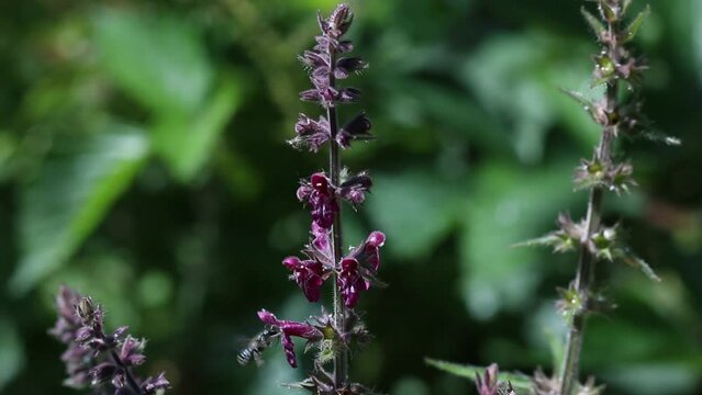 Small Wasp visiting Hedge Woundwort Stachys sylvatica flowers. June. England. UK
