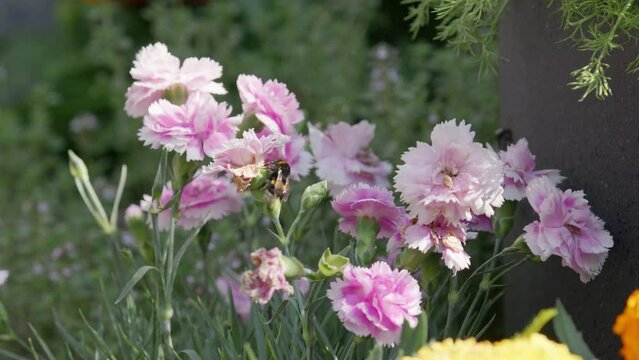 Close up video of a Honey Bumble bee collecting pollen from pink and purple Carnation flowers, on a sunny summers day.