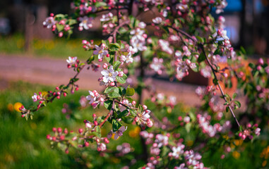 Fototapeta premium Spring garden with blossom apple tree