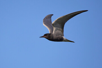 Black tern (Chlidonias niger)