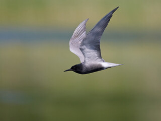 Black tern (Chlidonias niger)