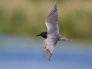 Black tern (Chlidonias niger)