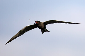 Black tern (Chlidonias niger)