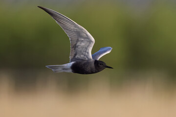 Black tern (Chlidonias niger)