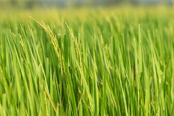 Landscape nature of rice field on rice paddy green color lush growing is a agriculture in asia