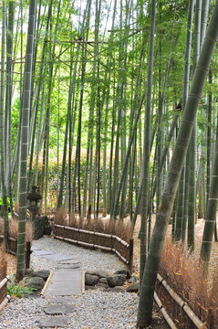 新緑の報国寺の竹林