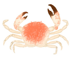 Crab 01