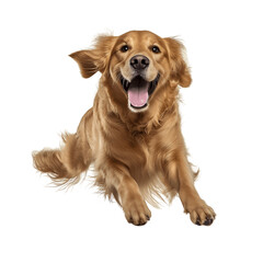 Golden retriever dog smiling pose isolated on transparent background. Generative AI