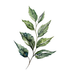 Branch of green tree leaves, watercolor vector illustration isolated on white