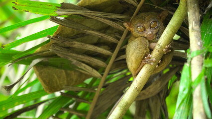 Tarsier sitting on a branch withgreen leaves. The smallest primate in the world at Bohol of the Philippines.