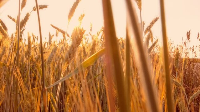 SIde view on a golden wheat field at the sunset in a summer day. Harvesting period. Ripe spikelets. Bread growing concept. Sunlight august. Ecology farming. Beauty in nature. Sun glare. Solar flare.