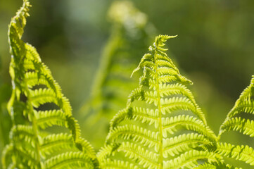 Fern frond in a sunny summer day, close up