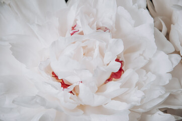 Cream peony bud with opened petals closeup.