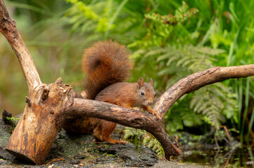 Obraz premium Ecureuil roux ( IA bruit )