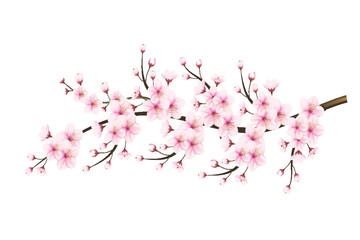 Realistic blooming cherry flowers and petals illustration,cherry blossom vector. pink sakura flower background. cherry  blossom flower blooming vector - obrazy, fototapety, plakaty