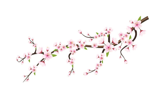 Realistic blooming cherry flowers and petals illustration,cherry blossom vector. pink sakura flower background. cherry  blossom flower blooming vector
