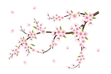 Realistic blooming cherry flowers and petals illustration,cherry blossom vector. pink sakura flower background. cherry  blossom flower blooming vector