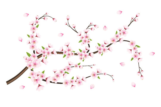 Realistic blooming cherry flowers and petals illustration,cherry blossom vector. pink sakura flower background. cherry  blossom flower blooming vector