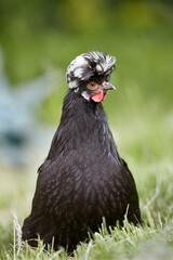 Portrait of a black Poland chicken isolated on blurred background