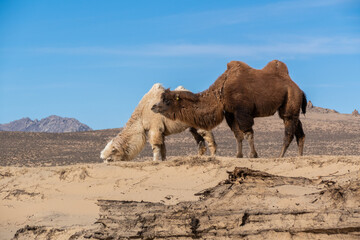 Wild Bactrian camel in Elsen Tasarkhai or mini-Gobi in Central Mongolia